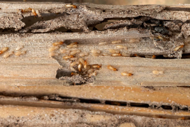 Best Affordable Pest Control Services  in Terryville, NY